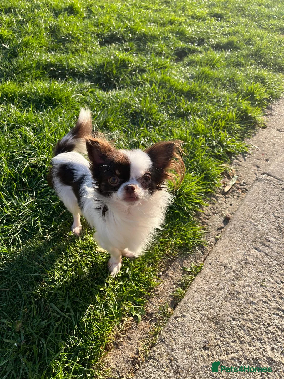 Chihuahua dogs for stud: For Stud  - Advert 2