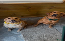 Labrador Retriever dogs for sale: Fox Red Labrador Puppies - Advert 19