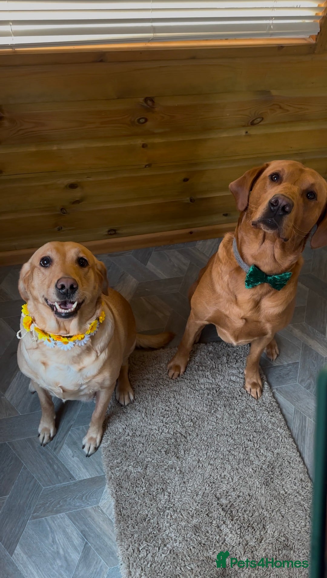 Labrador Retriever dogs for sale: Fox Red Labrador Puppies - Advert 19