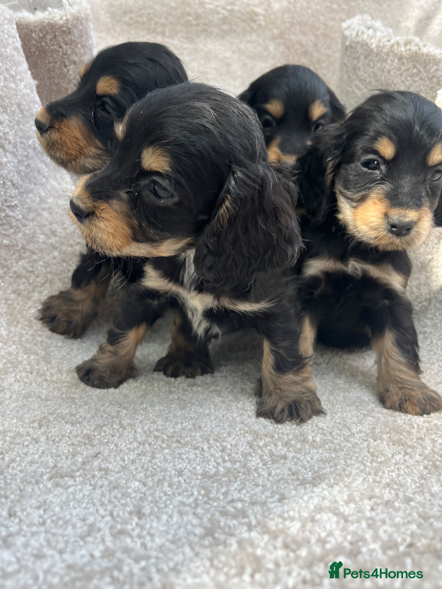 Cocker Spaniel dogs Exquisite Show Type cocker spaniel  - Advert 1