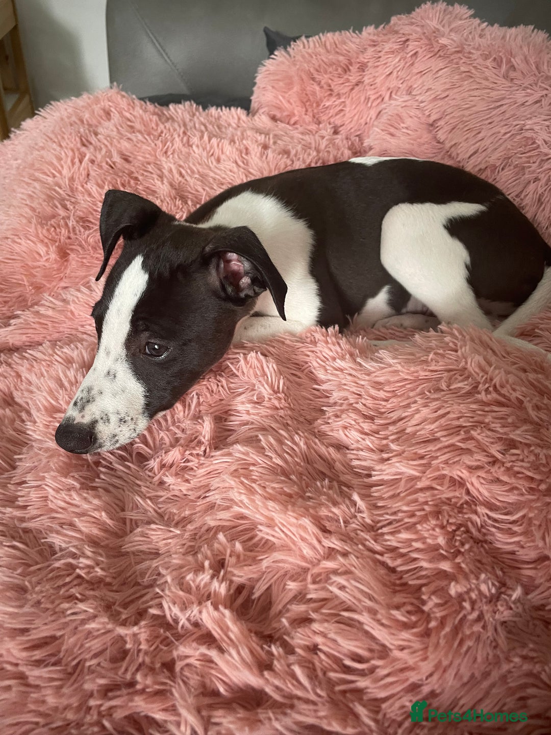 Whippet dogs for sale: KC Registered Whippet Puppies - Image 28