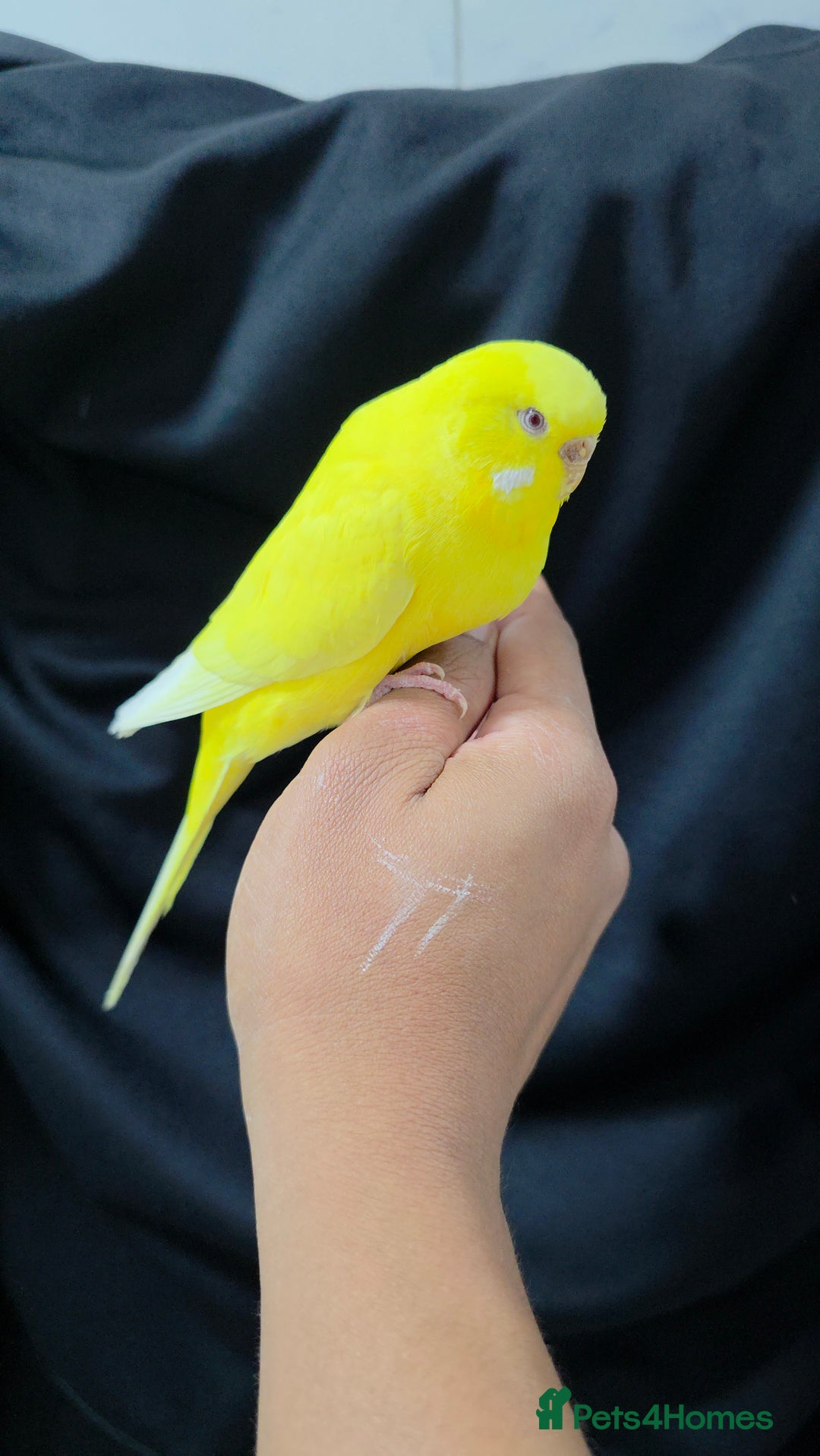 Budgerigars birds for sale: Silly hand tamed baby budgies for sale  - Advert 15