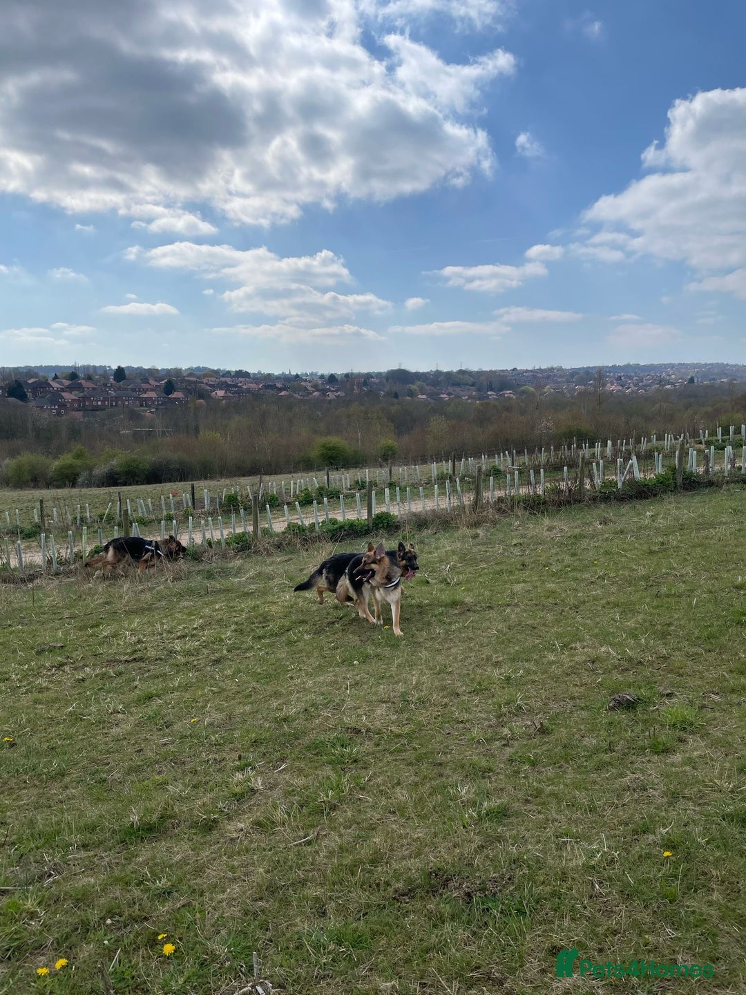 German Shepherd dogs for sale: REX - German Shepherd Boy - 15 months old  - Image 4