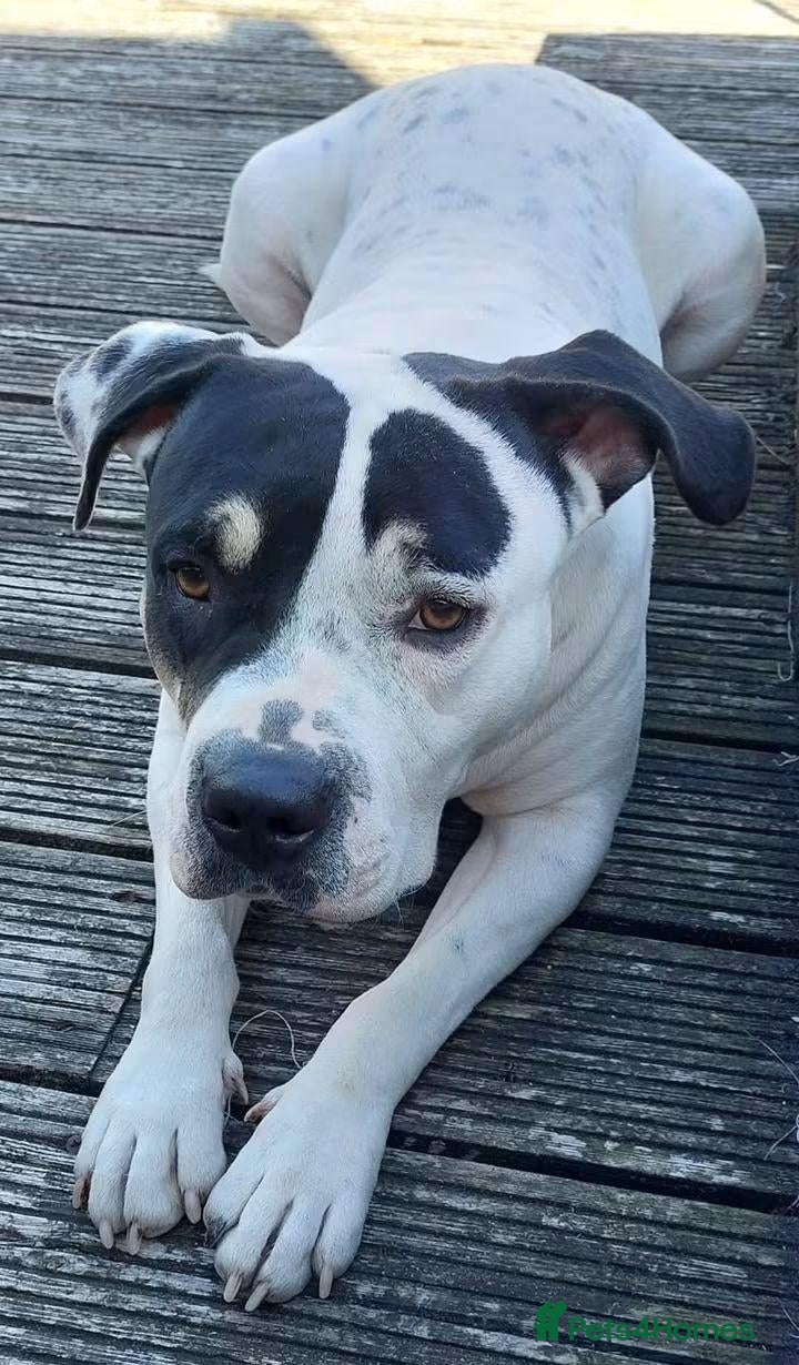 Staffordshire Bull Terrier dogs for adoption: Meet Poppy, currently residing in Kent - Advert 1
