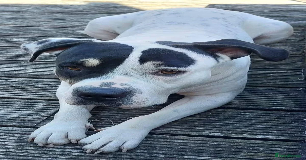 Staffordshire Bull Terrier Dogs for adoption in Uxbridge, Greater ...
