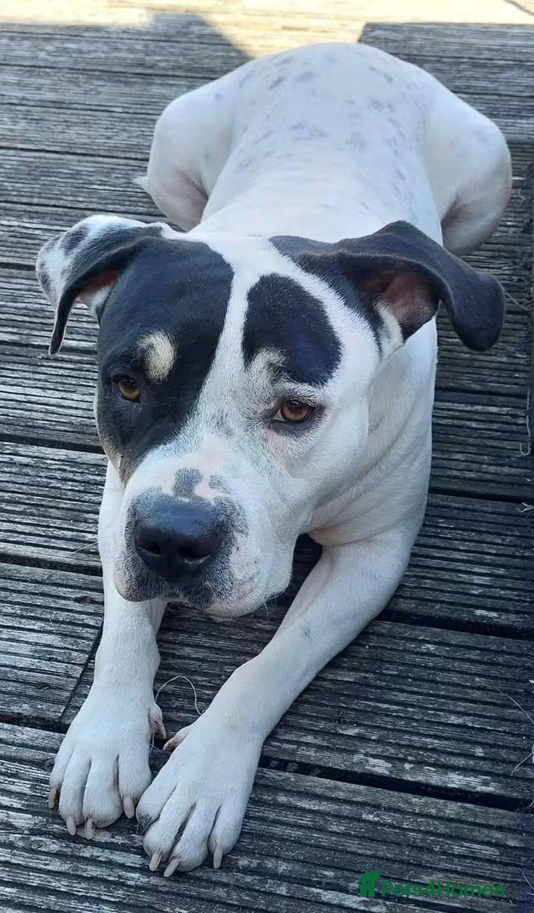 Staffordshire Bull Terrier dogs for adoption: Meet Poppy, currently residing in Kent in Chertsey - Advert 1