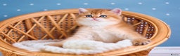 Scottish Fold cats for sale: Show Quality Scottish Kittens - Advert 6