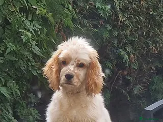 American Cocker Spaniel dogs 9 month old American Cocker Spaniel for rehoming - Advert 2