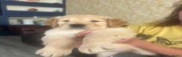 Golden Retriever dogs for sale: KC registered golden retriever puppies - Advert 6