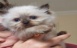 Himalayan cats for sale: Adorable Himalayan Kittens (Both Female) - Image 6