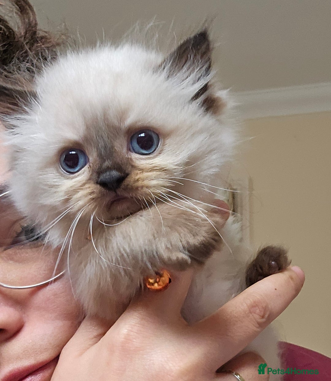Himalayan cats for sale: Adorable Himalayan Kittens (Both Female) - Image 6