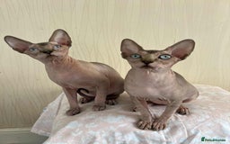 Sphynx cats for sale: 4 Beautiful sphynx kittens available - Image 11