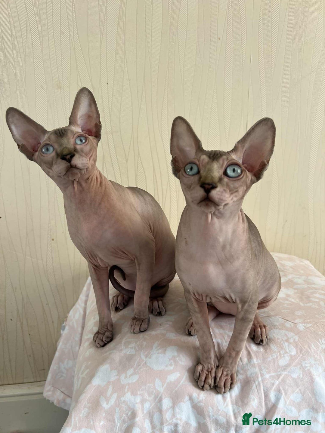 Sphynx cats for sale: 4 Beautiful sphynx kittens available - Image 11