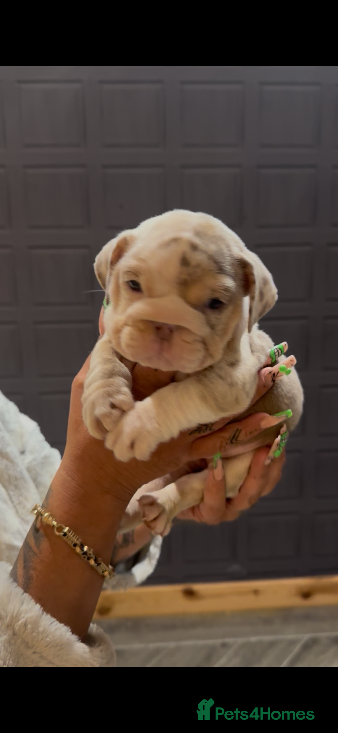 English Bulldog dogs for sale: English bulldog puppies  - Image 11