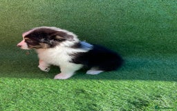 Australian Shepherd dogs for sale: Australia shepherd Kc puppies  - Image 16