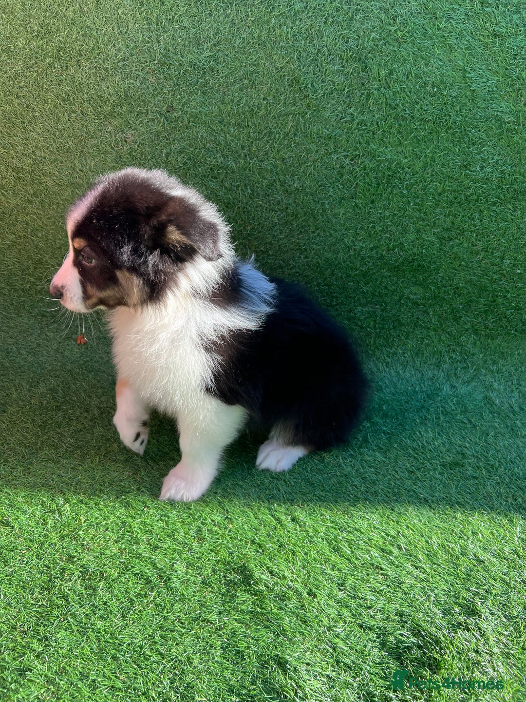 Australian Shepherd dogs for sale: Australia shepherd Kc puppies  - Image 16
