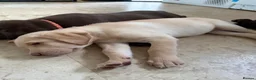 Labrador Retriever dogs for sale: LAST TWO GOLDEN FEMALE LABRADOR PUPPIES - Advert 4