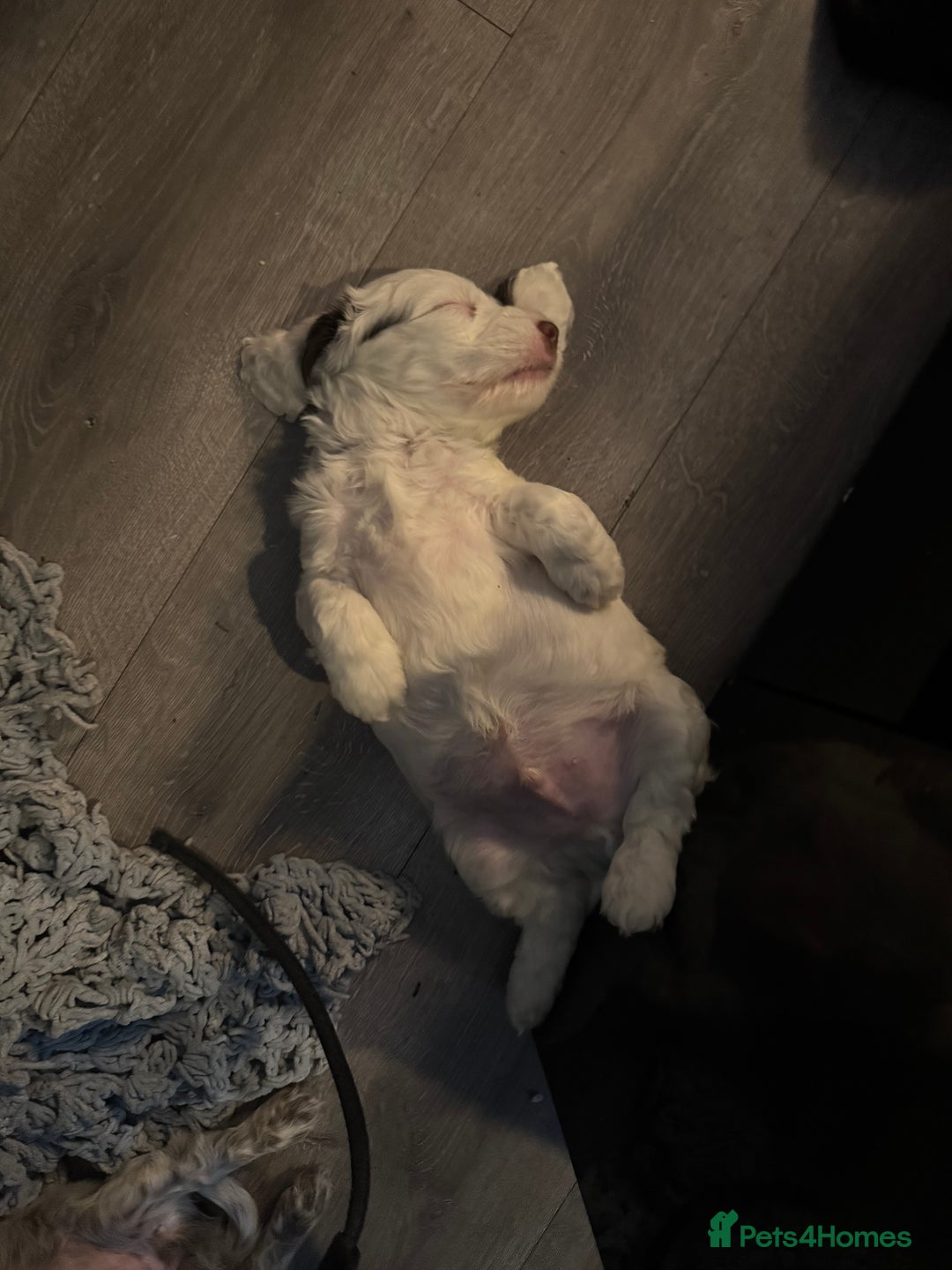 Cockapoo dogs for sale: F1b cockpoo puppies looking for forever homes.  - Advert 18