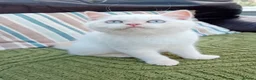 British Shorthair cats for sale: Beautiful cream colour point girl  - Advert 4