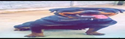 Rottweiler dogs for sale: Rottweiler puppies for sale in Oldbury - Advert 1