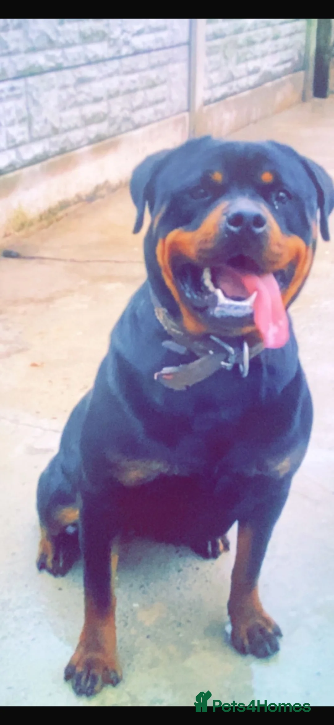Rottweiler dogs for sale: Rottweiler puppies for sale in Oldbury - Advert 1
