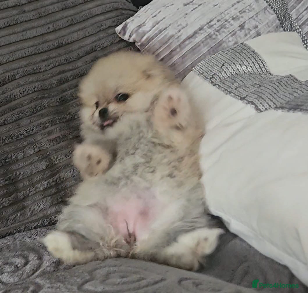 Pomeranian dogs Beautiful Pomeranian  - Advert 18