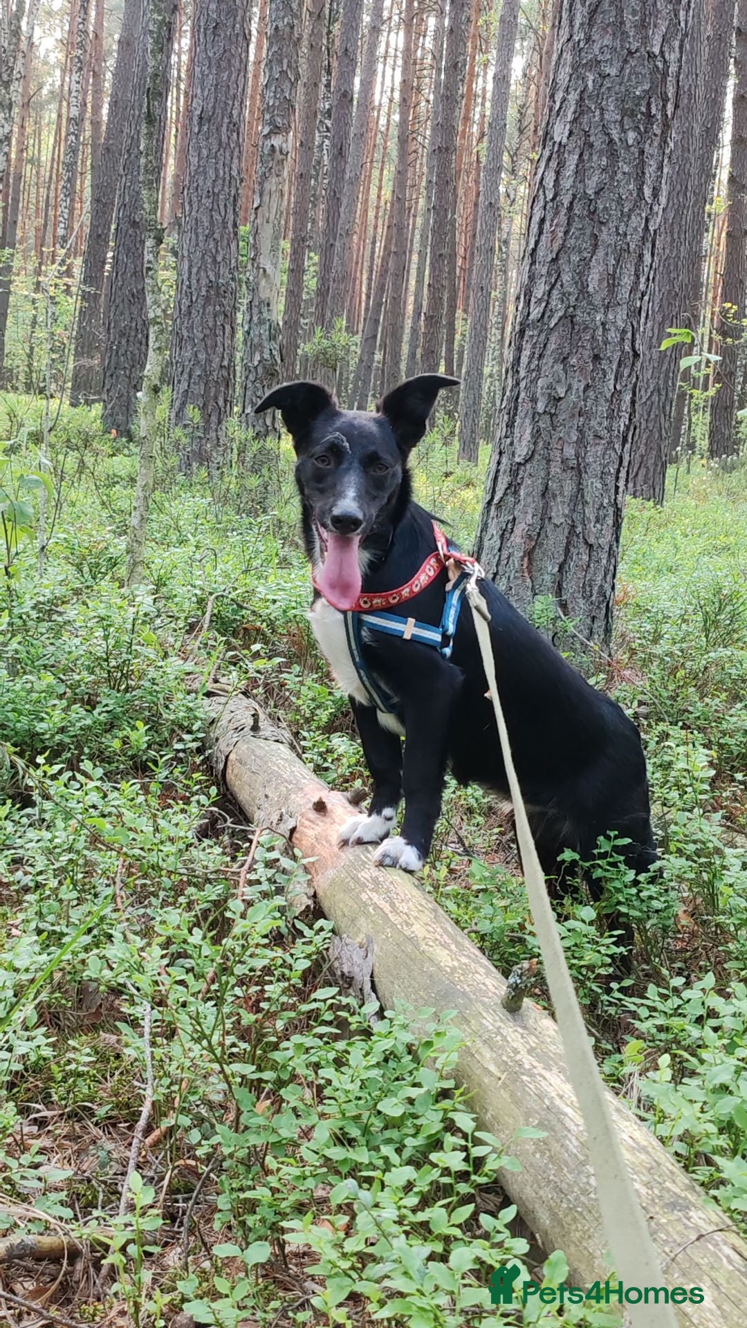 Border Collie dogs for adoption: NICOLE – Border Collie (Female) - Advert 3