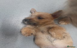 Cairn Terrier dogs for sale: KC registered Cairn terriers - Image 16