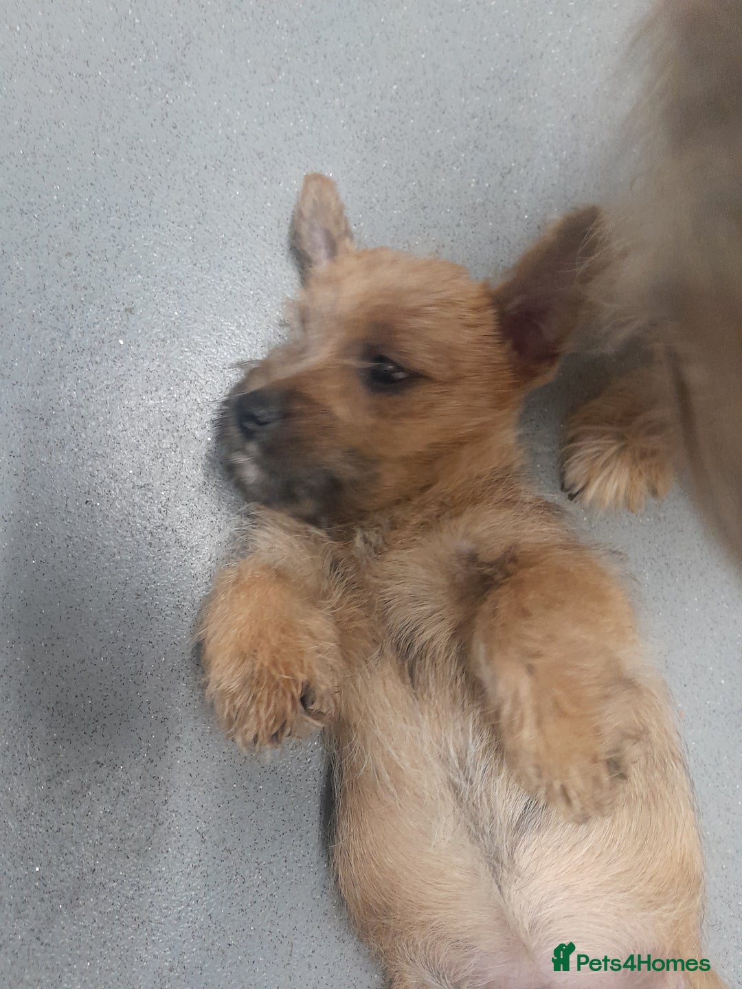 Cairn Terrier dogs for sale: KC registered Cairn terriers - Image 16