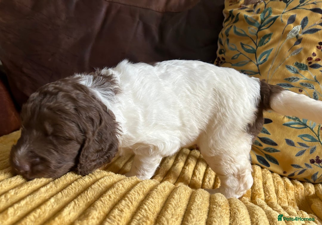 Newfypoo dogs for sale: F1B Parti Newfypoo  - Advert 4