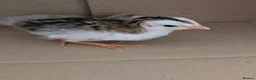 Guinea Fowl poultry for sale: Guinea Fowl Keets, Lovely Colours  - Advert 2