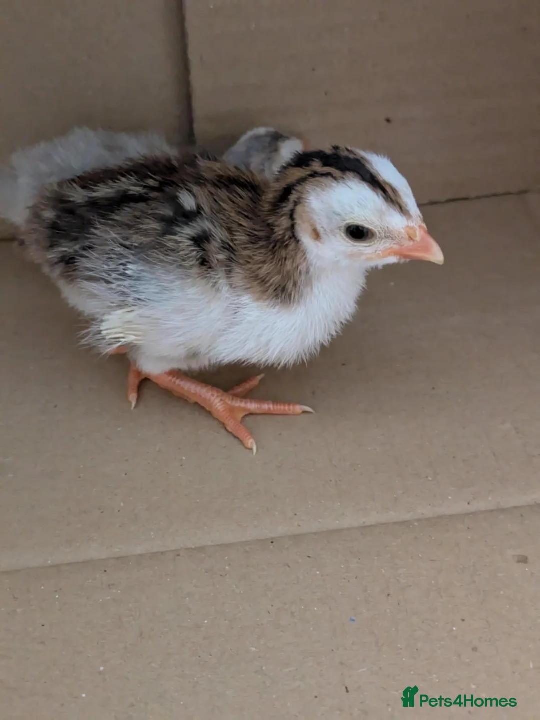 Guinea Fowl poultry for sale: Guinea Fowl Keets, Lovely Colours  - Advert 2