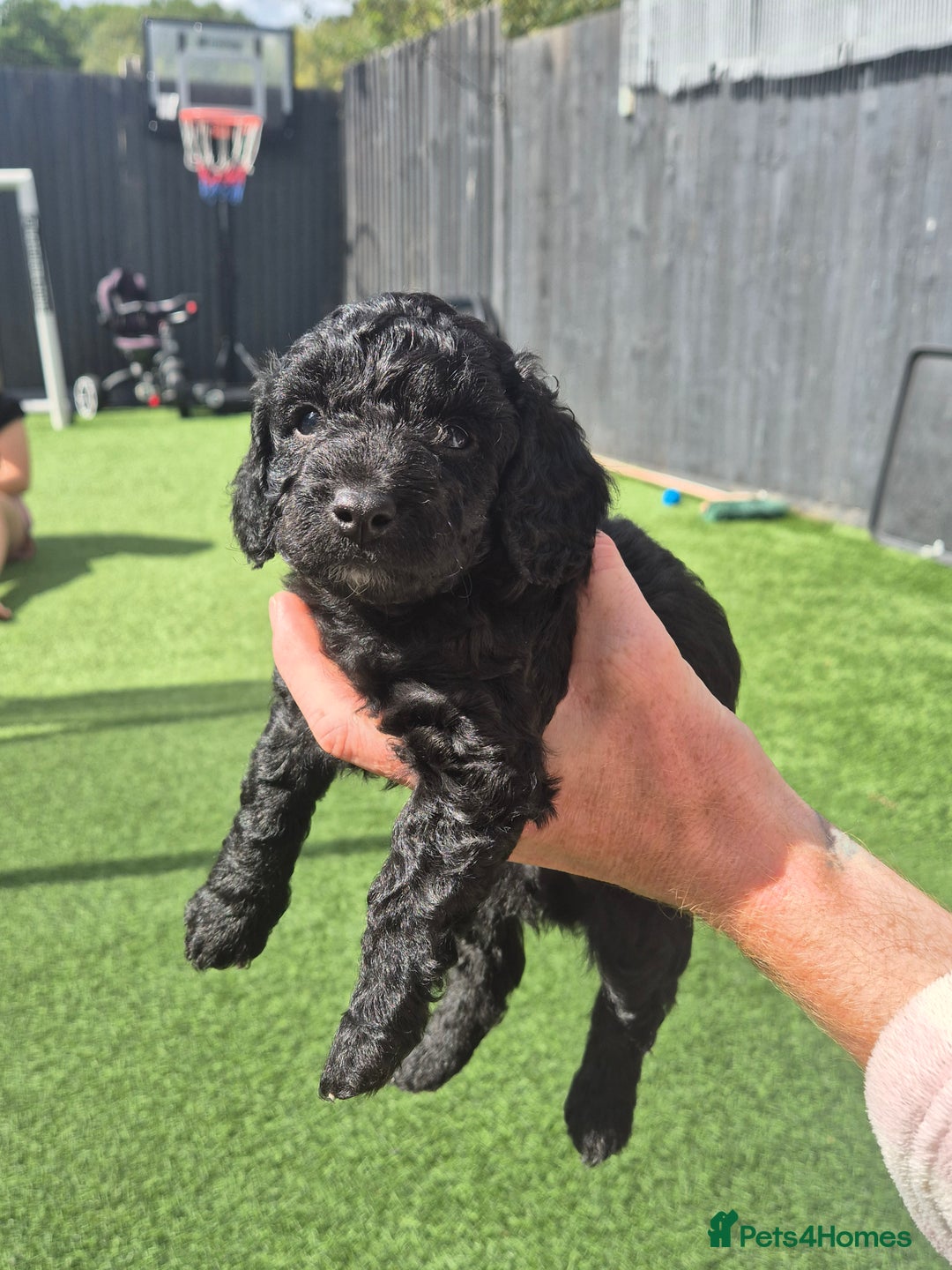 Maltipoo dogs for sale: Maltipoo puppies ready now  - Image 8