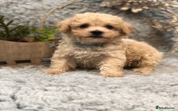 Poochon dogs for sale: Tiny babies ❤️❤️❤️ - Advert 11