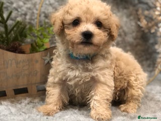 Poochon dogs Tiny babies ❤️❤️❤️ - Advert 6