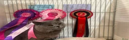 British Shorthair cats for sale: Four Gorgeous British Shorthair Kittens - Advert 7