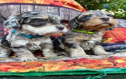 Cockapoo dogs for sale: Cockapoo puppies Rainbow litter  - Advert 16