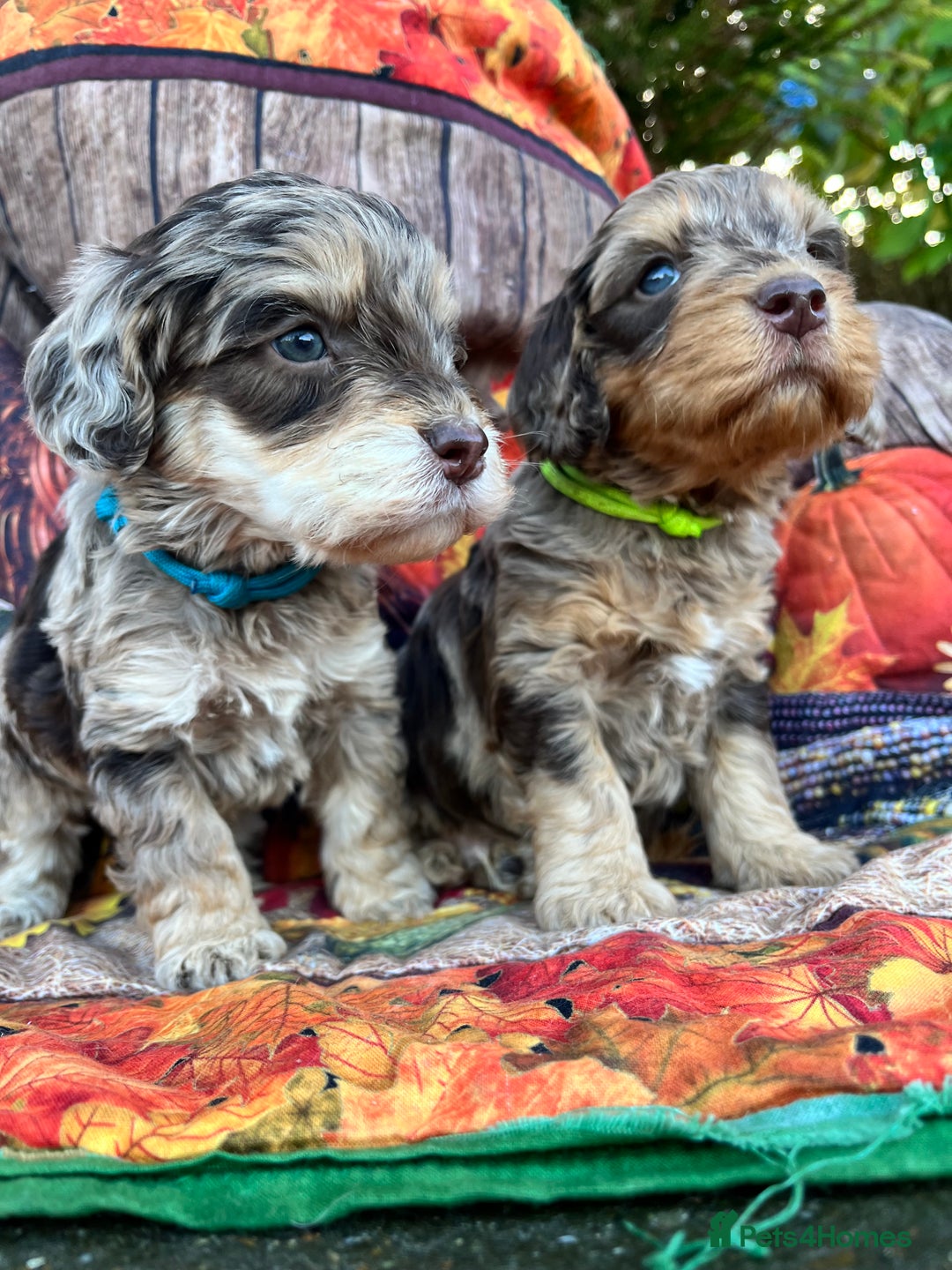 Cockapoo dogs for sale: Cockapoo puppies Rainbow litter  - Advert 16