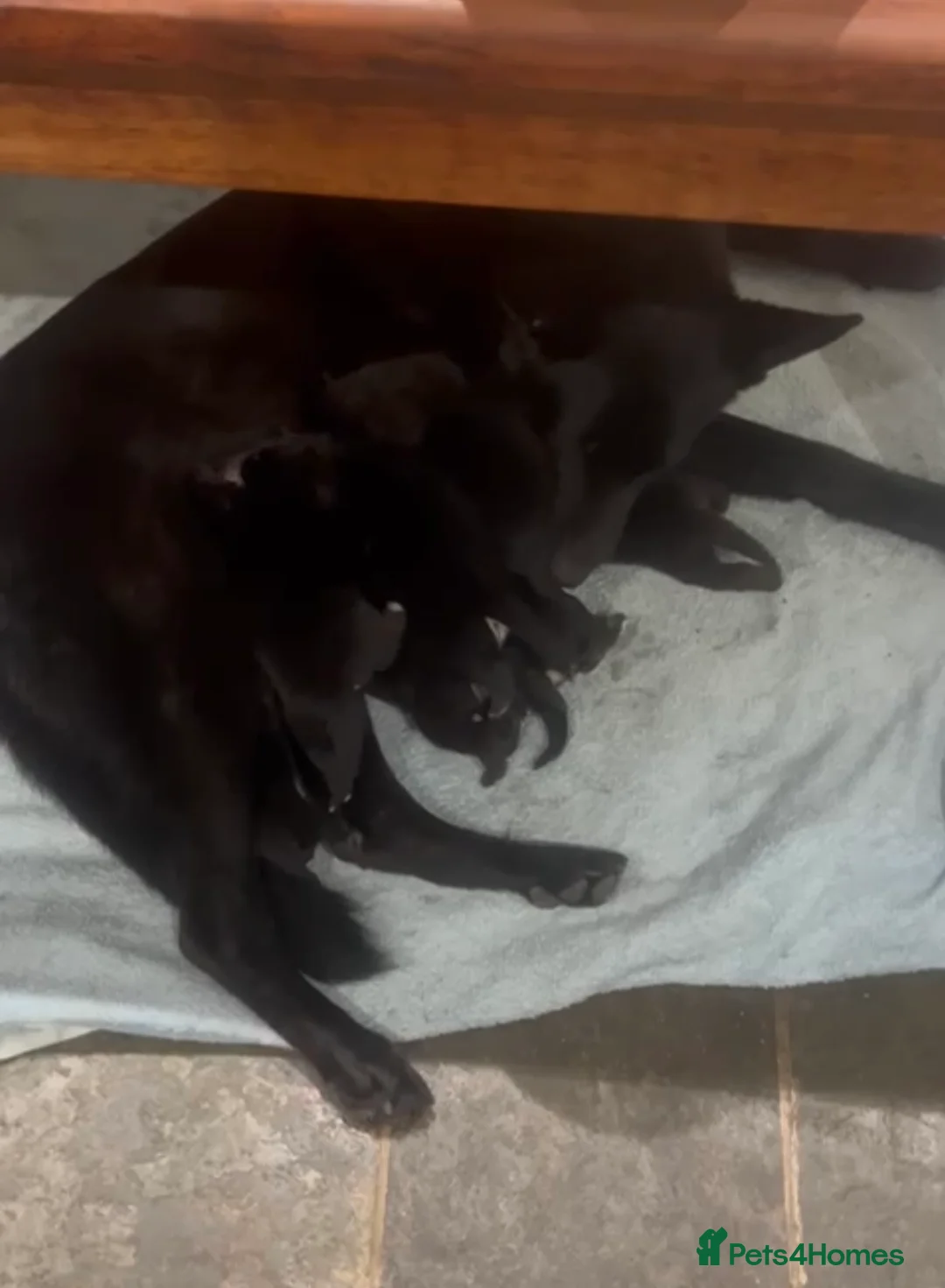 Mixed Breed dogs for sale: Alaskan Shepherd Puppies  - Advert 2