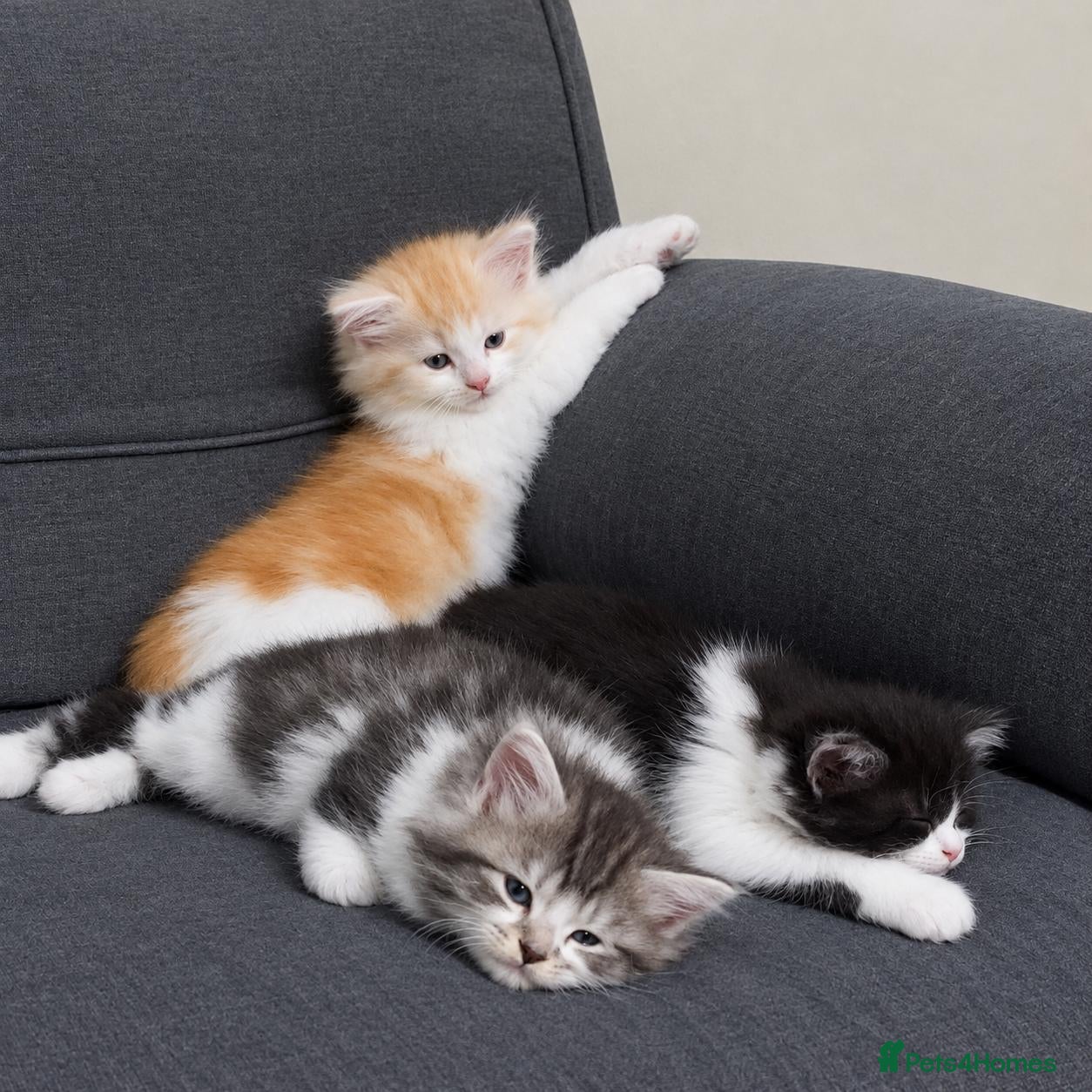 Maine Coon cats ¾ Maine coon kittens  - Advert 17