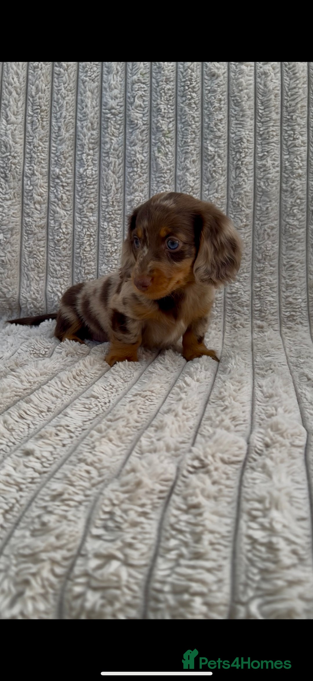 Miniature Dachshund dogs for sale: Quality long hair mini dachshund pups 🏡 - Image 5
