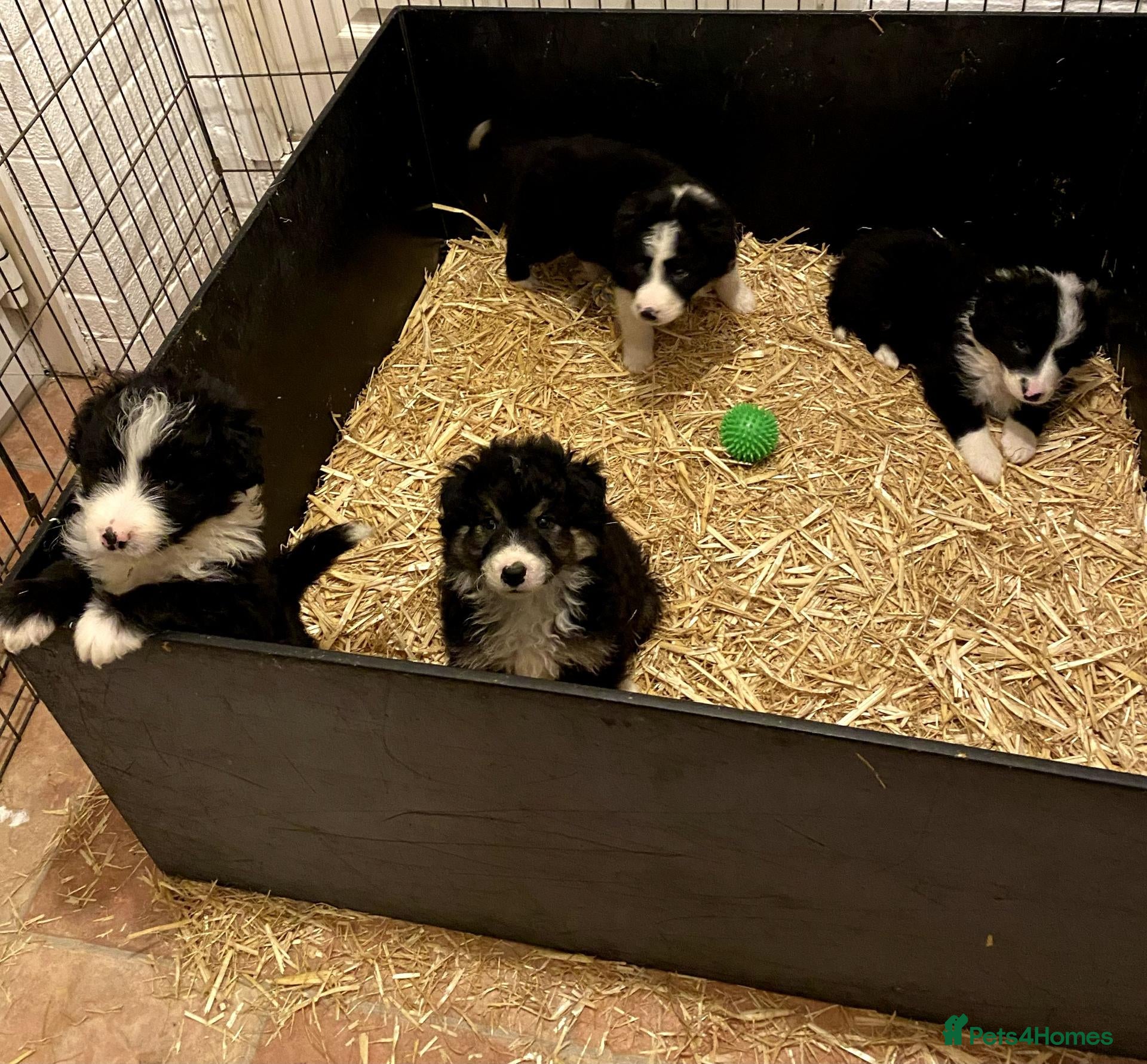 Mixed Breed dogs Adorable Bearded Collie X Border Collie puppies - Advert 3