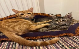 Maine Coon cats for sale: Mainecoon cross  - Image 14