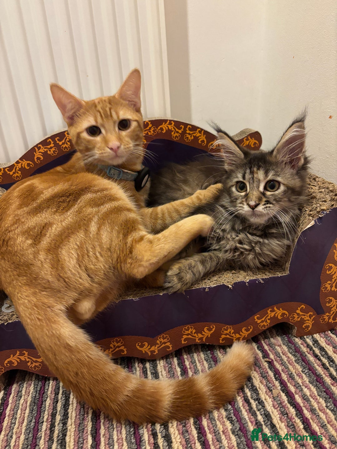 Maine Coon cats for sale: Mainecoon cross  - Image 14