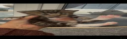 Norwegian Forest Cat cats for sale: 10 stunning family raised kittens - Advert 28