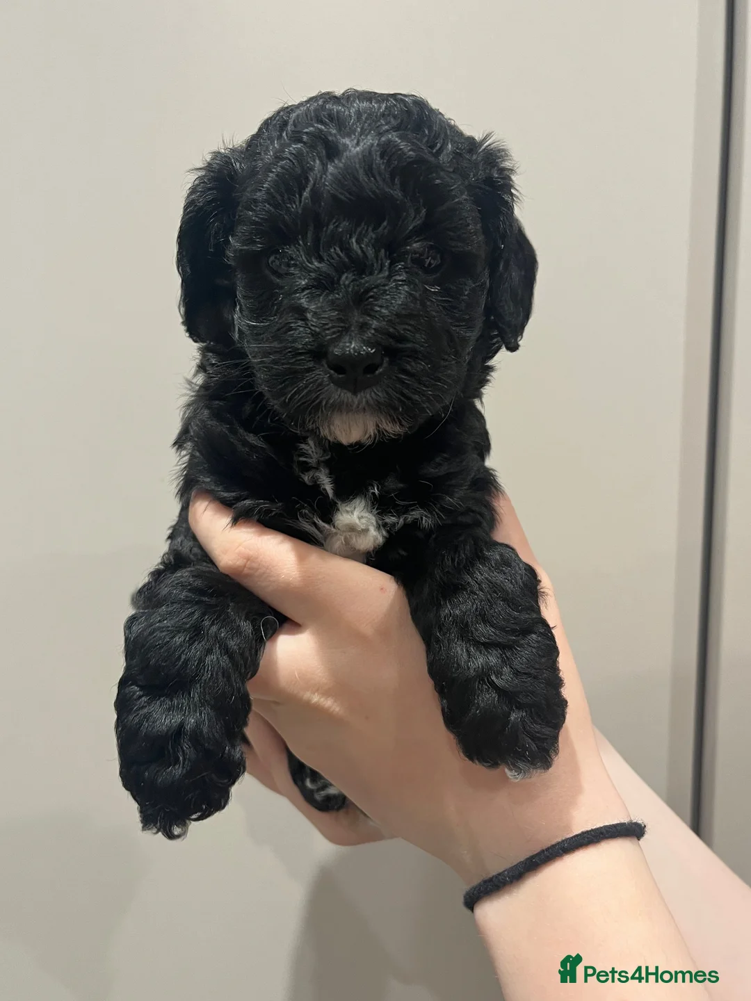 Mixed Breed dogs for sale: Cavapoochon puppies - Advert 10