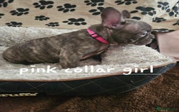 French Bulldog dogs for sale: Absolutely stunning chunky frenchbulldog puppies  - Image 3