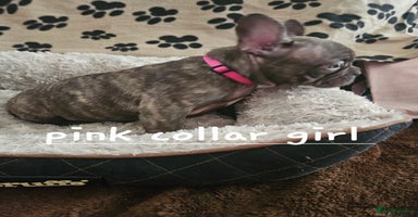 French Bulldog dogs - Advert 8