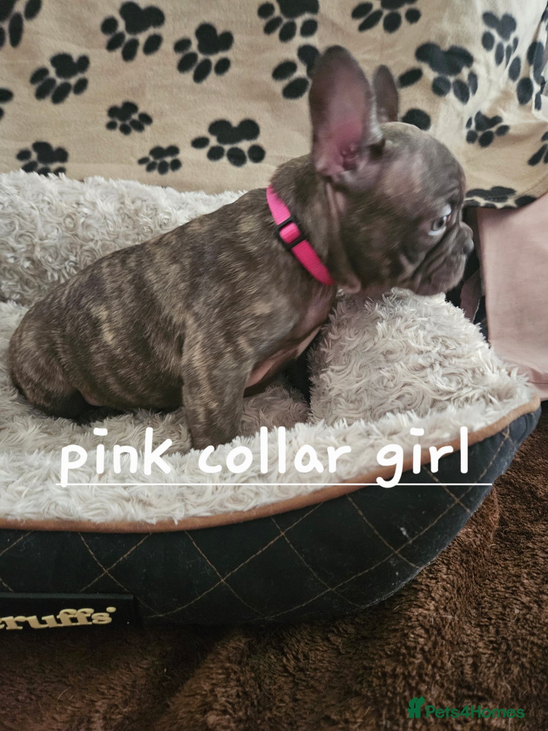 French Bulldog dogs for sale: Absolutely stunning chunky frenchbulldog puppies  - Image 3