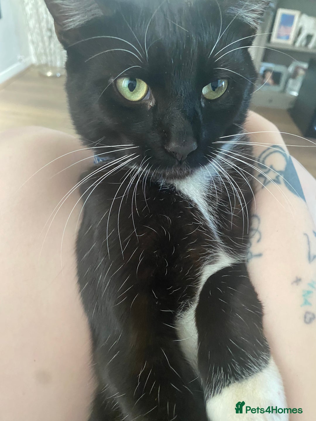 Bombay cats for sale: Two cats to Rehome - Advert 6